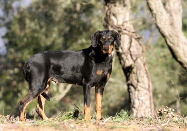 Image Chien courant de Transylvanie