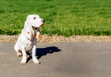 Image Chien courant espagnol