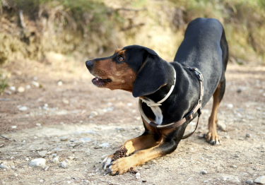 Chien courant grec