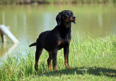 Chien courant slovaque