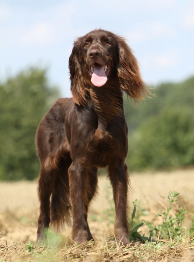 Chien d’arrêt allemand à poil long