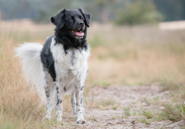 Image Chien d'arrêt frison