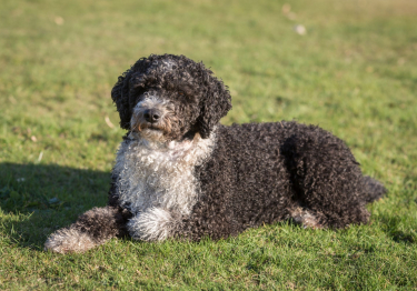 Chien d'eau espagnol