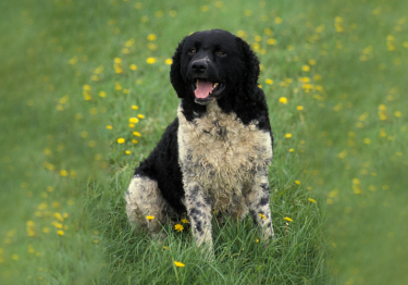 Image Chien d'eau frison