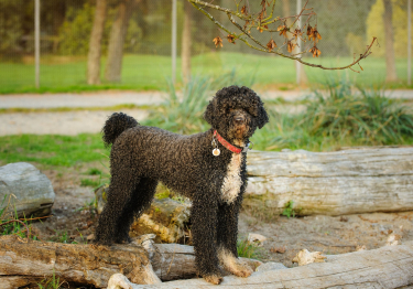 Chien d'Eau Portugais