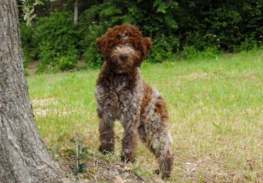 Chien d'eau romagnol