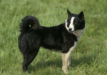 Chien d'ours de Carélie