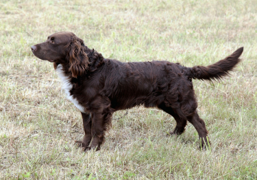 Chien d'Oysel