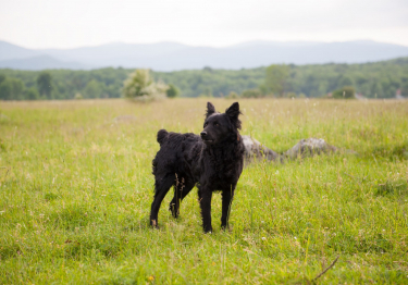 Chien de berger de Croatie