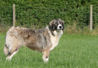 Chien de Berger Roumain des Carpathes