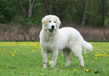 Chien de montagne des Pyrénées