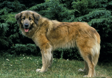 Chien de montagne portugais