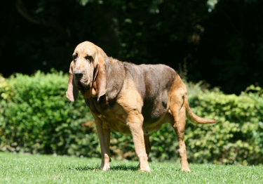 Chien de Saint Hubert