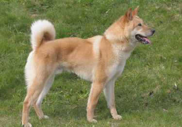 Chien Jindo Coréen