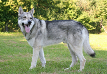 Chien Loup de Saarloos