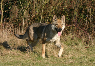 Chien Loup Tchécoslovaque