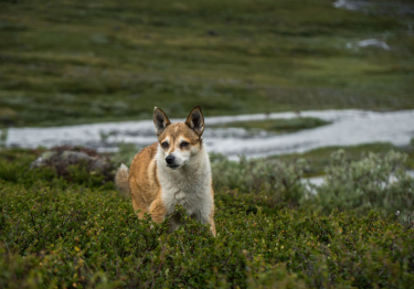 Chien norvégien de Macareux