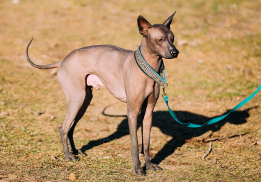 Chien nu mexicain