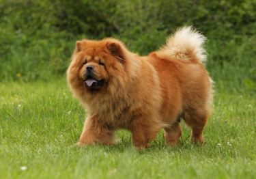 Chow Chow