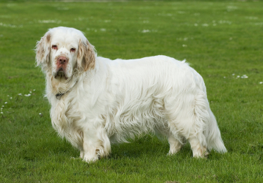 Clumber-Spaniel