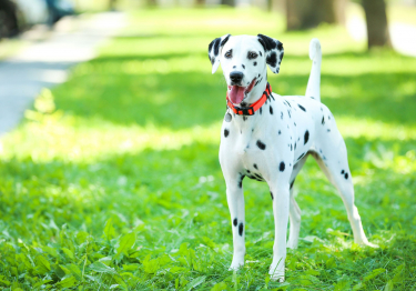 Dalmatien