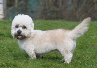 Dandie-Dinmont-Terrier