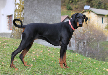 Dobermann