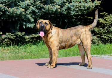 Dogo Canario