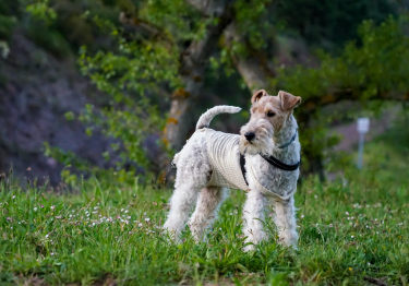 Fox Terrier