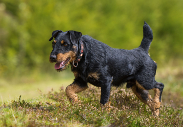 Jagdterrier