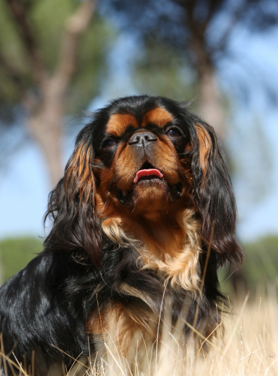 King Charles Spaniel