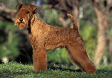 Lakeland Terrier