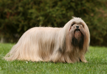 Lhassa Apso