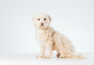 Image Maltipoo