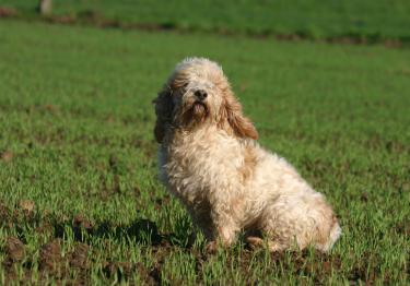 Petit Basset Griffon vendéen