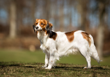 Petit chien hollandais de chasse au gibier d'eau