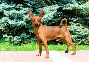 Pinscher Nain