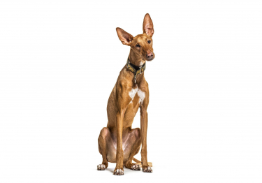 Podenco Canario