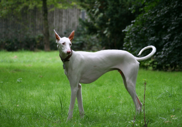 Podenco Ibicenco