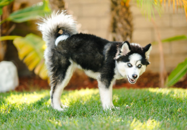 Image Pomsky