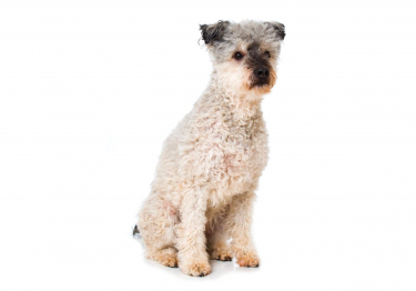 Pumi