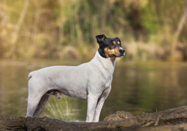 Ratonero Bodeguero Andaluz