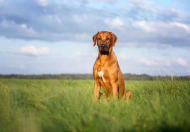 Rhodesian-Ridgeback