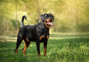 Rottweiler