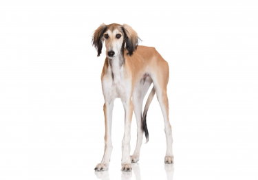 Image Saluki