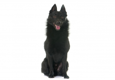 Schipperke