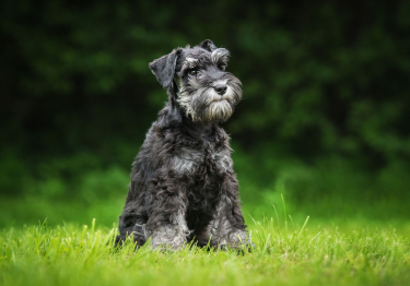 Image Schnauzer