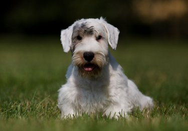 Image Sealyham Terrier