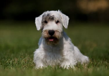 Sealyham Terrier