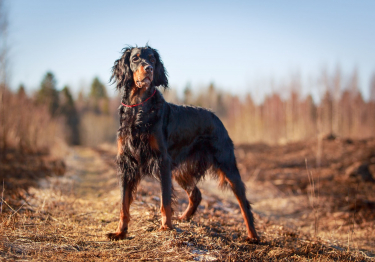 Setter Gordon